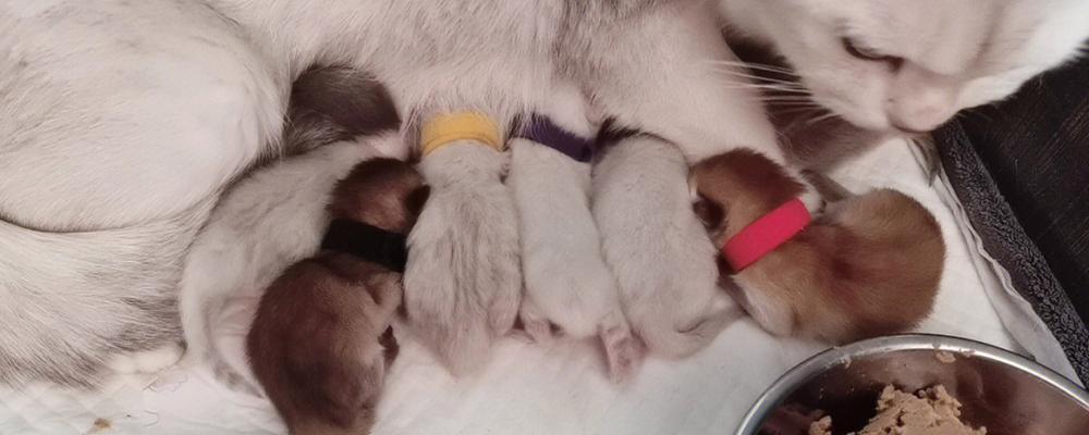 猫咪哺乳期的涨奶现象（了解涨奶原因）