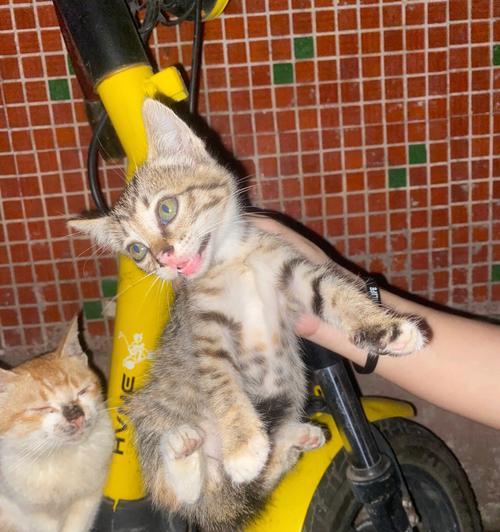 猫咪哺乳期的涨奶现象（了解涨奶原因）