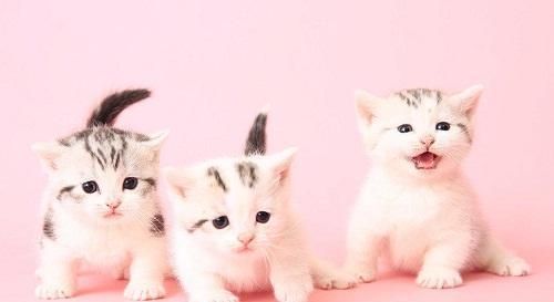 用猫咪补充营养注射提高宠物健康（如何选择适合猫咪的营养注射）
