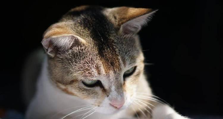 猫咪补钙饮食全攻略（宠物健康必备）