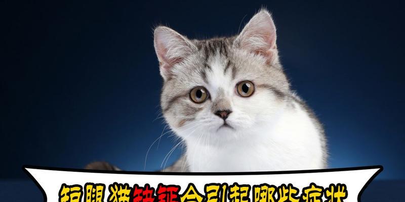 猫咪补钙饮食全攻略（宠物健康必备）