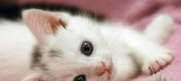 猫咪补钙饮食全攻略（宠物健康必备）