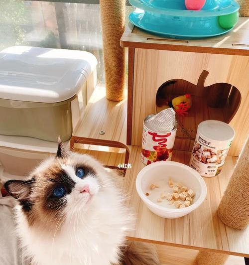 猫咪补钙的正确方法（以宠物为主）