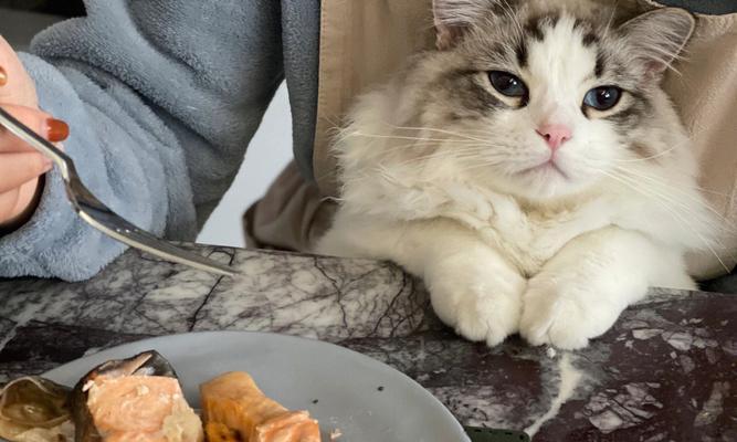 猫咪为何不爱吃饭（揭秘猫咪饮食习惯与肚子扁的关系）