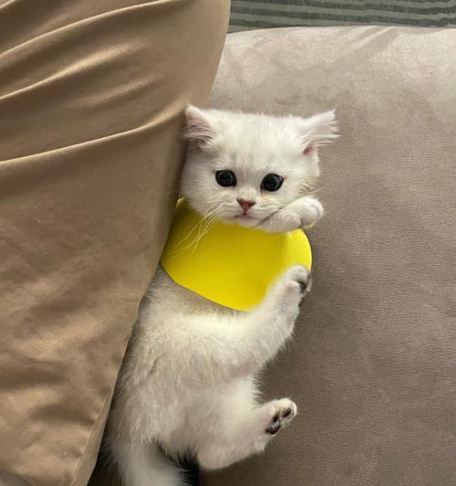 宠物猫咪不爱带伊丽莎白圈，这是为什么（探究猫咪不愿意带伊丽莎白圈的原因及解决方法）