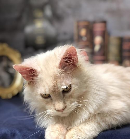猫咪不安的原因分析（宠物猫咪情感世界的探究）