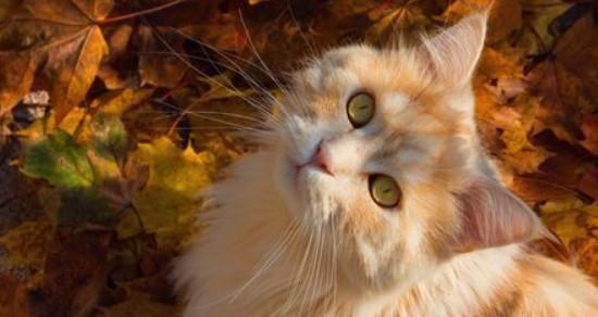 猫咪不安的原因分析（宠物猫咪情感世界的探究）