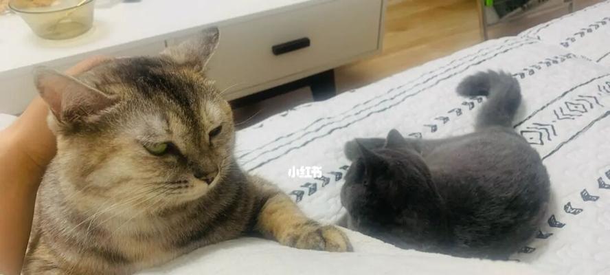 救救我们的宠物猫咪（当猫咪不吃不喝）