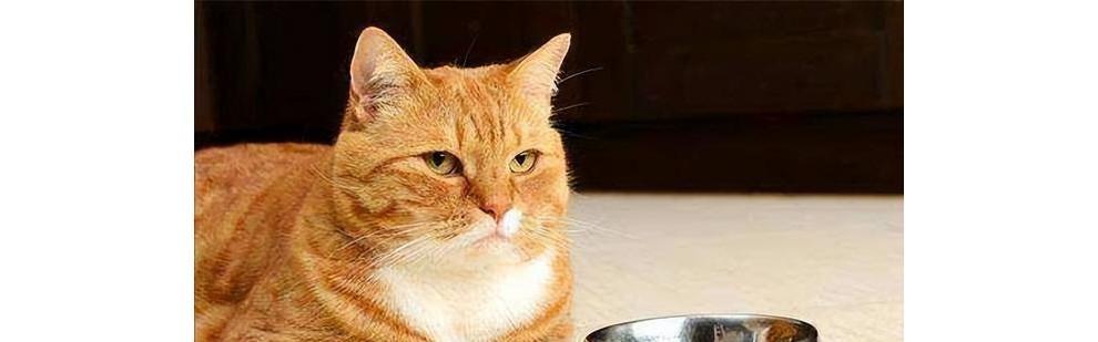 宠物猫咪为什么不吃东西会出现呼吸困难？