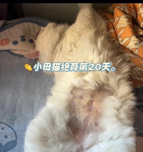 猫咪不吃东西吐血水，你需要知道的所有事情（了解宠物猫咪的饮食与健康）