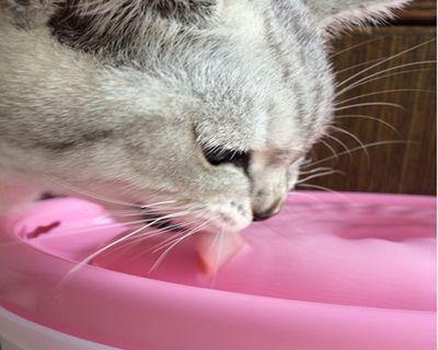 猫咪不吃东西也不喝水的原因及解决方法（探究猫咪饮食和喝水习惯）