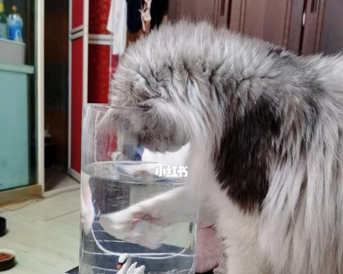 宠物猫不吃饭喝水吐该怎么办？
