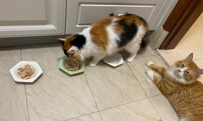 猫咪不吃鸡胸肉加蛋黄（从猫咪的营养需求出发）