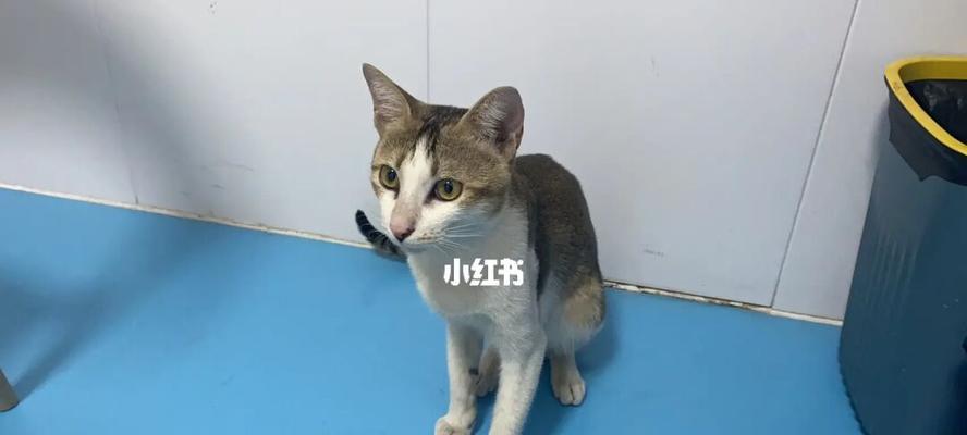猫咪为什么不敢出家门（探究猫咪内心世界的情感障碍）