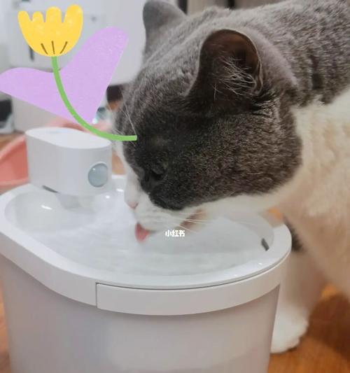 猫咪不喝水病因分析（从宠物健康出发）