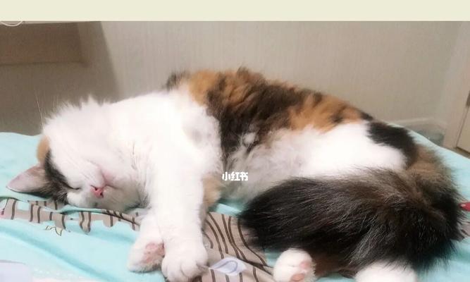 猫咪不和人睡觉的原因及解决方法（为什么猫咪不和人睡觉）
