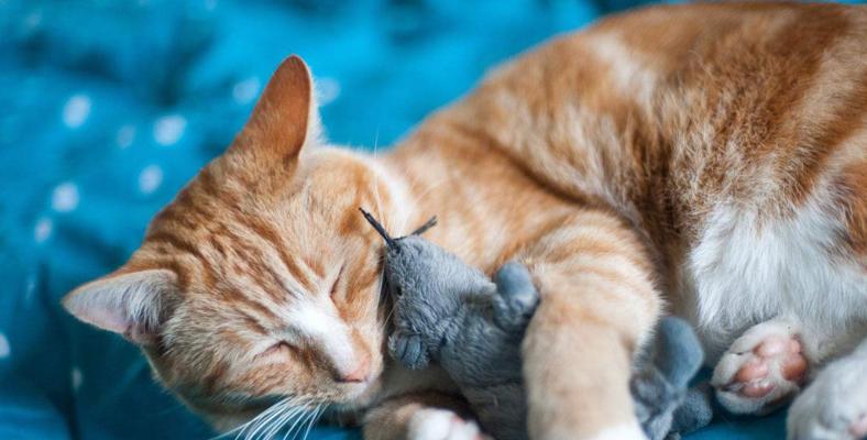 猫咪不和人睡觉的原因及解决方法（为什么猫咪不和人睡觉）