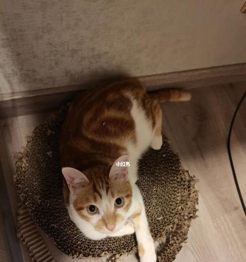 如何让你的宠物猫咪习惯使用猫抓板（猫咪不会猫抓板怎么办）