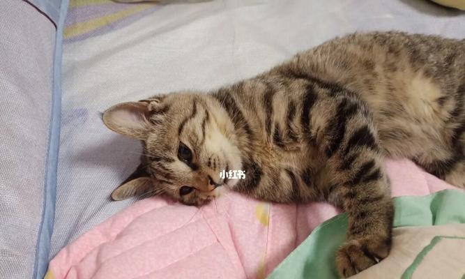 猫咪不会用猫砂，宠物主人必读（如何正确地帮助猫咪使用猫砂）