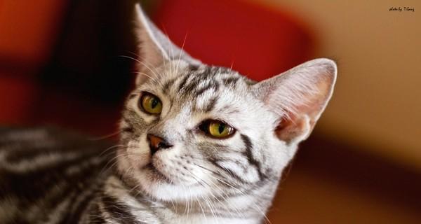 宠物猫不能代谢盐的危害（为什么猫咪需要盐分控制）