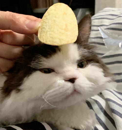 宠物猫不能代谢盐的危害（为什么猫咪需要盐分控制）