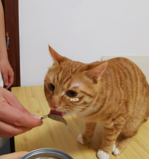 猫咪为何不怕橘子味（探究猫咪对橘子味的感知和反应）