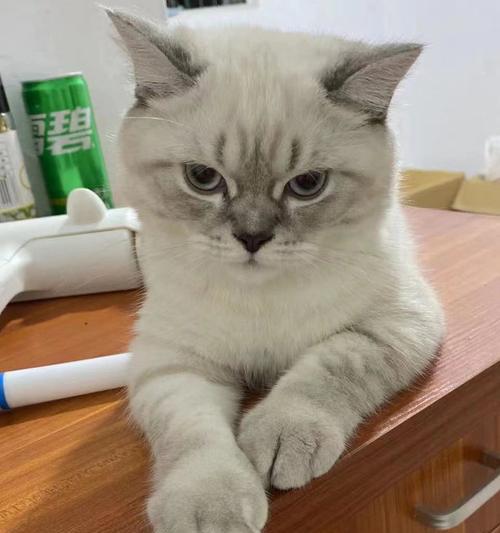宠物猫咪的医疗护理（为什么猫咪不去医院会危险）