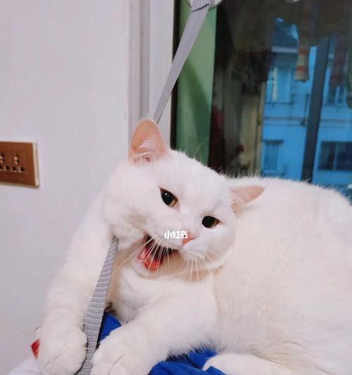 宠物猫咪的医疗护理（为什么猫咪不去医院会危险）