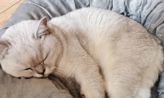 猫咪突然回归自己窝的原因揭秘（宠物主人必看！了解猫咪行为心理）