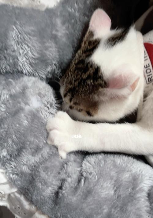 猫咪突然回归自己窝的原因揭秘（宠物主人必看！了解猫咪行为心理）