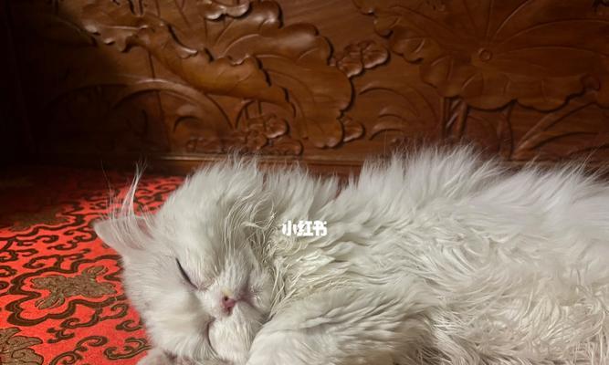 如何让猫咪喜欢被抱抱（掌握这些技巧）
