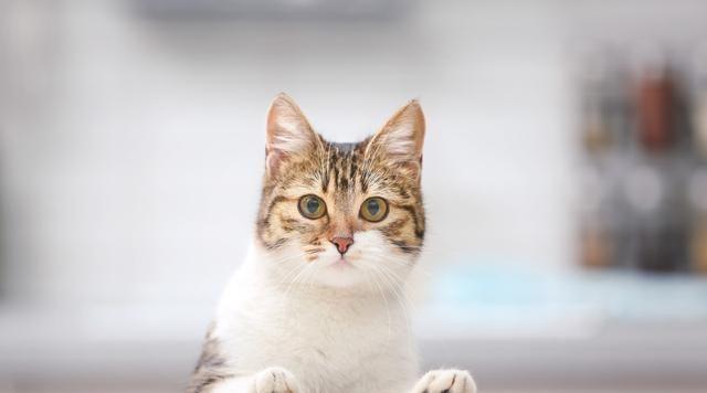 宠物猫不吐毛球的好处（照顾好毛茸茸的小伙伴）
