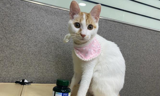 宠物猫不吐毛球的好处（照顾好毛茸茸的小伙伴）