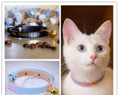怎样让不喜欢抱猫的猫咪接受拥抱？
