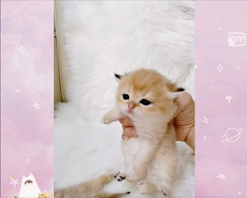 为什么猫咪不喜欢别人看幼仔（揭秘猫咪对幼仔的保护本能）
