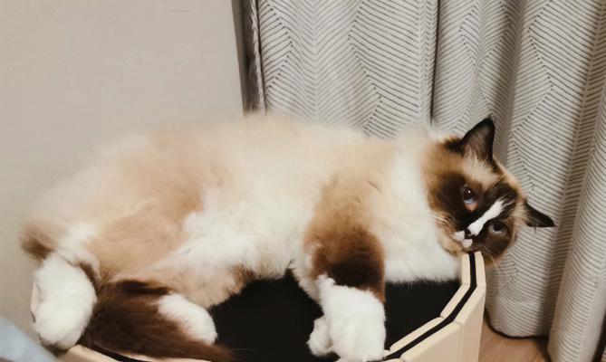 猫咪不喜欢睡窝（宠物喜好大不同）