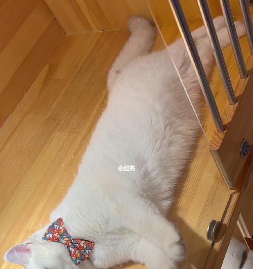 猫咪的踩奶行为剖析（从踩奶出爪子到行为背后的意义）