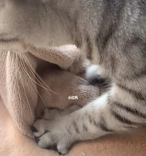 猫咪踩奶，肚子有虫（探究猫咪踩奶的原因和肚子是否有虫的关联）
