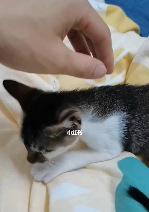 猫咪踩奶，肚子有虫（探究猫咪踩奶的原因和肚子是否有虫的关联）