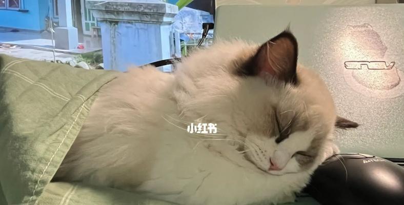 猫咪侧躺睡觉舒适度分析（揭开猫咪侧躺睡姿的真相）
