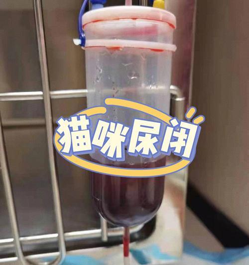猫咪导尿管流血的预防和治疗（宠物医疗知识）