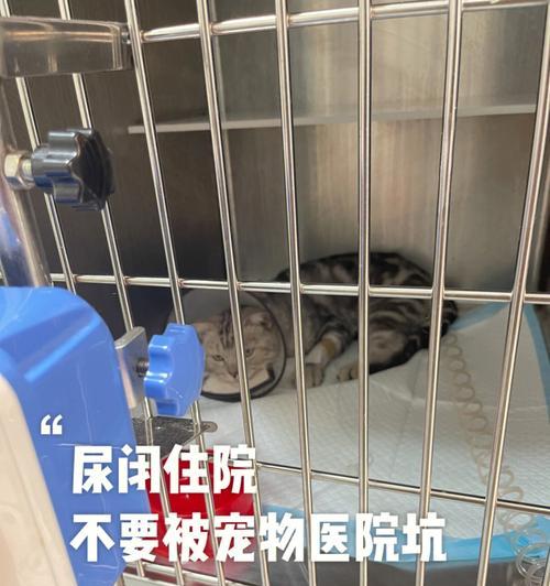以猫咪插尿管可以回家么（宠物治疗的必要性与注意事项）