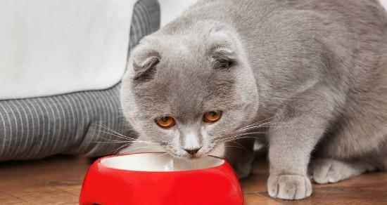 猫咪产后是否可以使用消炎药？