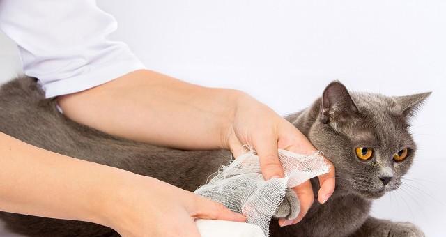 猫咪产后是否可以使用消炎药？