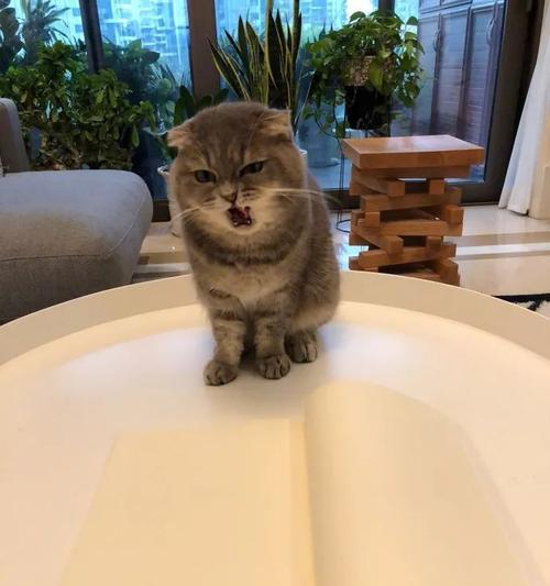 猫咪产后心情暴躁的原因和应对方法（探究宠物猫咪产后心理问题）