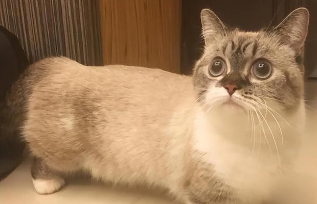 猫咪产前出血多久正常（宠物主人必看）