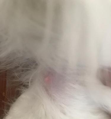 猫咪产前乳头脱皮，如何正确处理（宠物爱好者必知的护理常识）