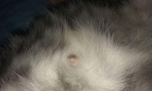 猫咪产前乳头脱皮，如何正确处理（宠物爱好者必知的护理常识）