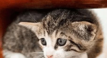 宠物猫咪急促呼吸的原因及应对方法（关注猫咪的产前状态）