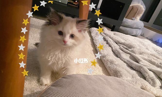 以猫咪长不大为主题的探讨（宠物猫咪长不大的原因）